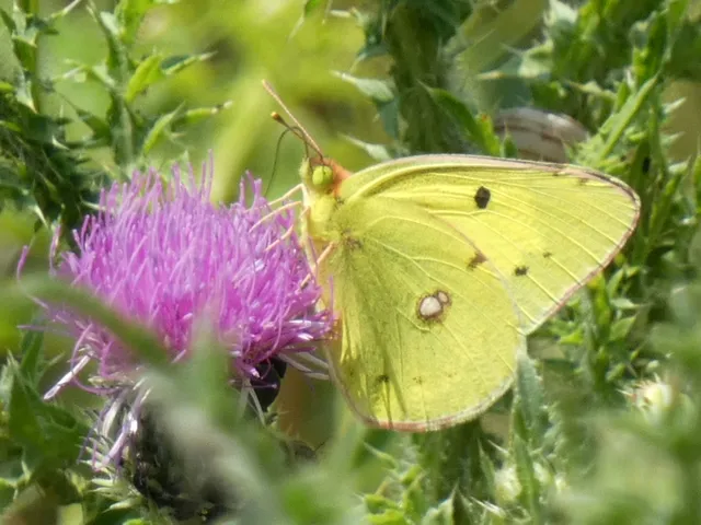 Colias erate - csángó-kéneslepke