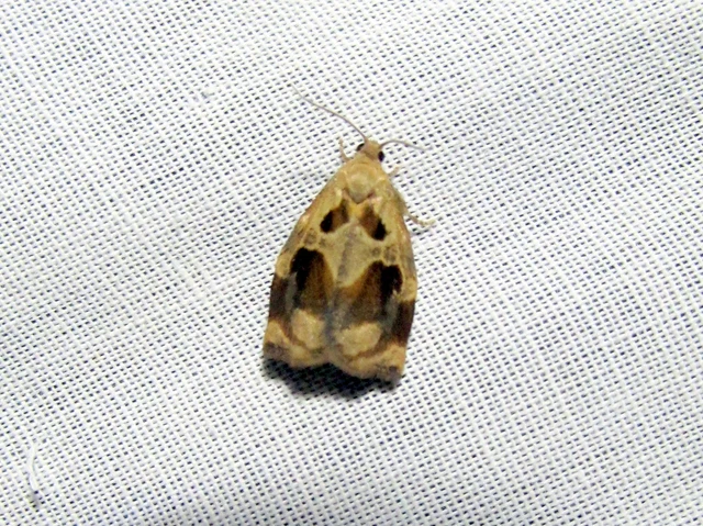 Archips crataegana - cseresznyeilonca