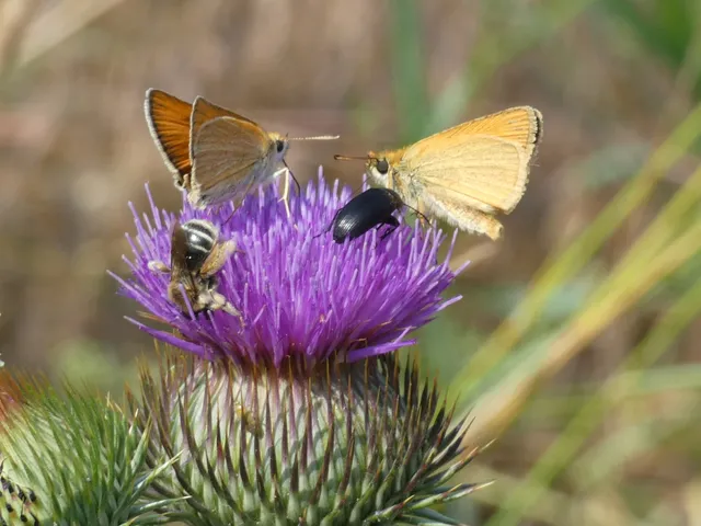 Thymelicus lineola - vonalas busalepke