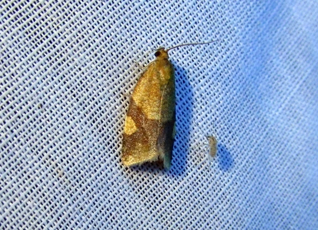 Aphelia ferugana - okkersárga sodrómoly