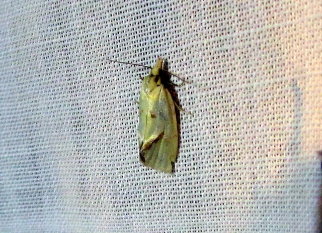 Agapeta hamana - közönséges sárgamoly