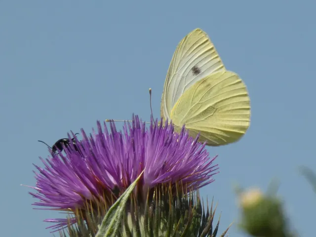 Pieris rapae - répalepke