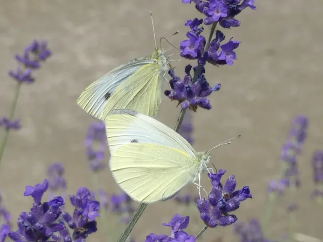 Pieris rapae - répalepke