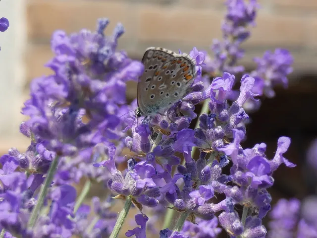 Polyommatus icarus - közönséges boglárka