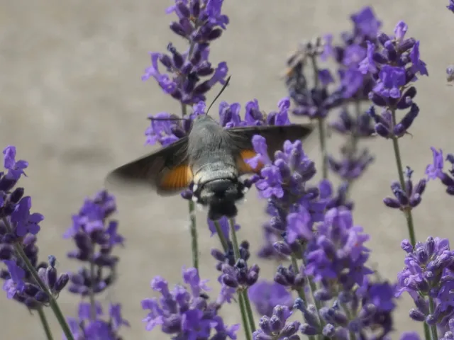 Macroglossum stellatarum - kacsafarkú szender