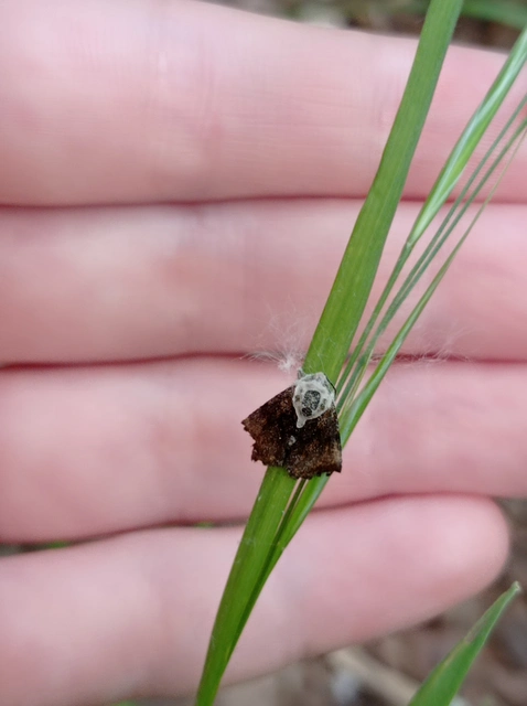 Panemeria tenebrata - apró sárgabagoly