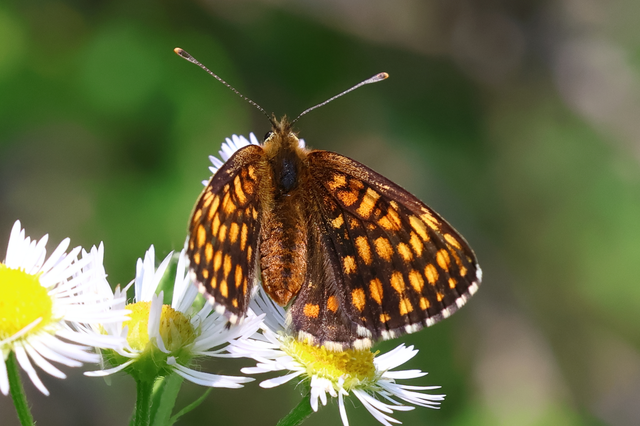 Melitaea britomartis - barnás tarkalepke
