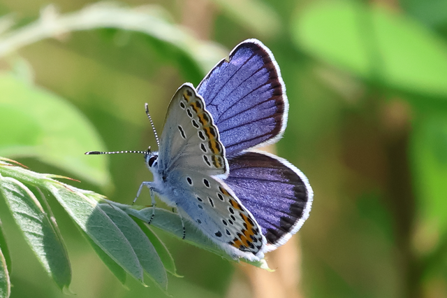 Plebejus argyrognomon - tintakék boglárka