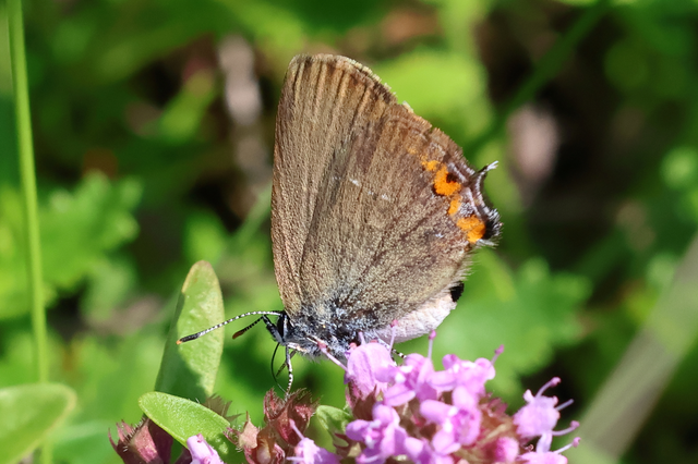 Satyrium acaciae - akác-csücsköslepke