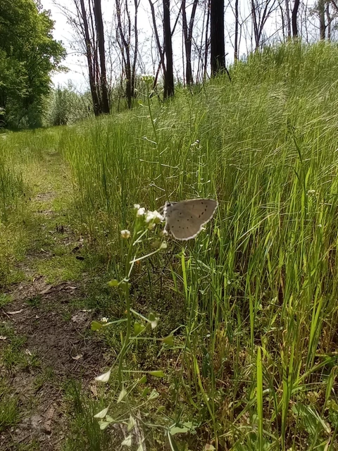 Celastrina argiolus - bengeboglárka