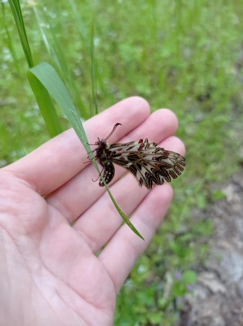 Zerynthia polyxena - farkasalmalepke