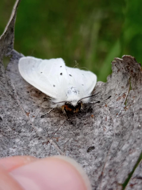 Diaphora mendica - felemás medvelepke