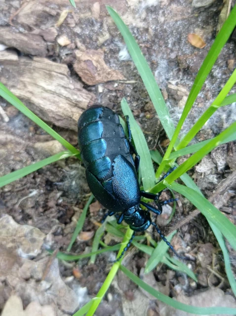Meloe violaceus - kék nünüke