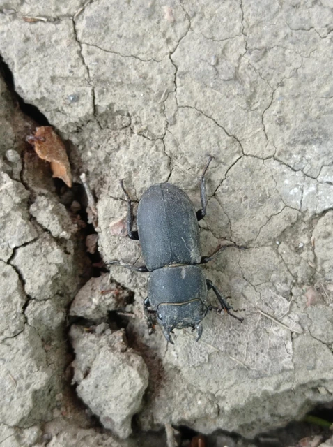Dorcus parallelipipedus - kis szarvasbogár