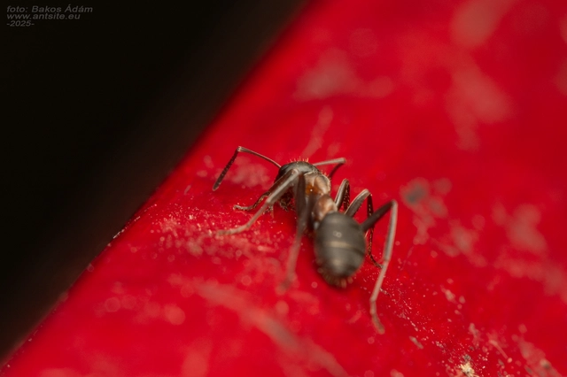 Formica rufibarbis - vörös rabszolgahangya