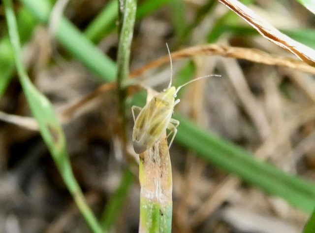 Amblytylus