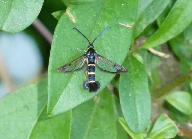 Sesiidae - szitkárfélék