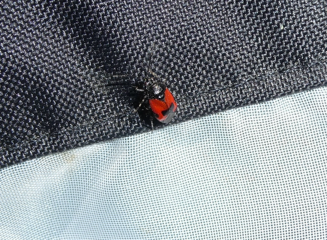Deraeocoris rutilus - cinóber mezeipoloska