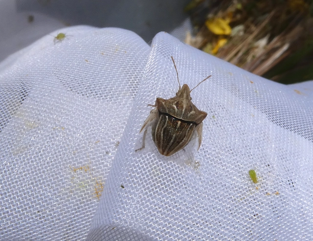 Ancyrosoma leucogrammes - vállas poloska Ancyrosoma leucogrammes - vállas poloska