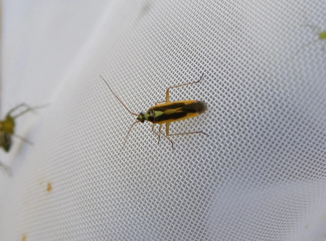 Stenotus binotatus - kétfoltos mezeipoloska