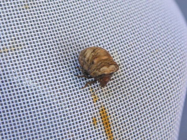 Vilpianus galii Vilpianus galii