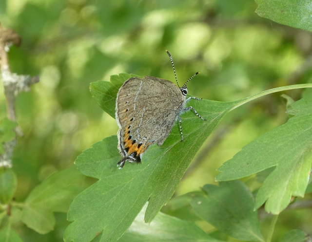 Satyrium pruni - szilvafa-csücsköslepke