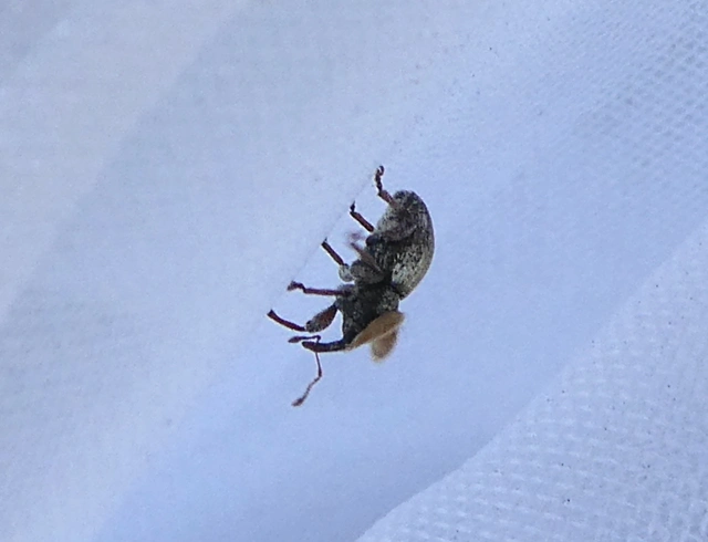Tychius quinquepunctatus - borsó-tímárormányos