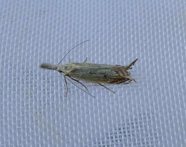 Holoscolia huebneri - sarlósszárnyú csíkosmoly