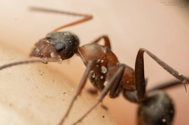 Formica clara - pusztai rabszolgahangya