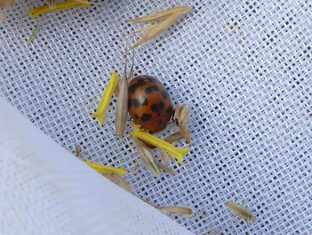 Subcoccinella vigintiquatuorpunctata - lucernaböde