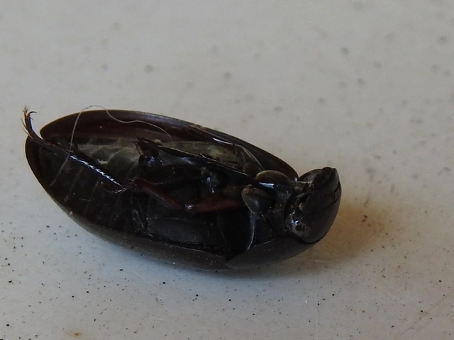 Hydrochara caraboides - kis csibor