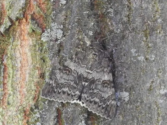Catocala nupta - piros övesbagoly