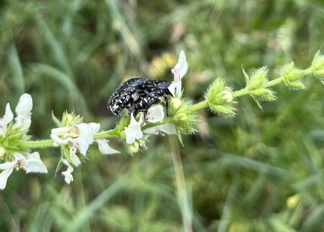 Oxythyrea funesta - sokpettyes virágbogár