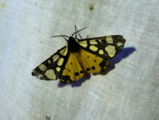 Arctia villica - fekete medvelepke