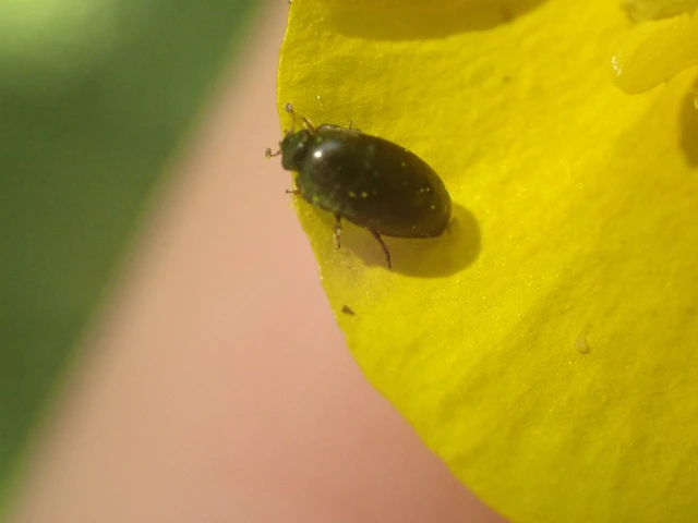 Meligethinae Meligethinae