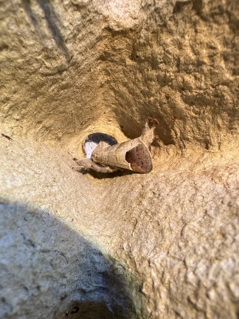 rövidszárnyú levélszövő - Clostera curtula