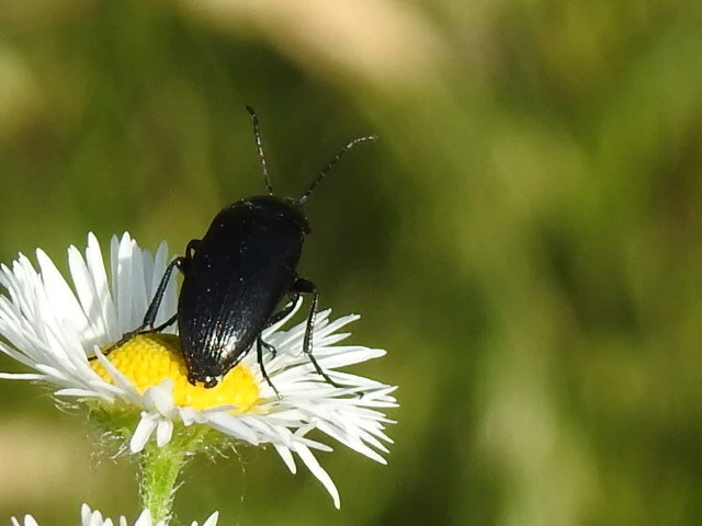 Podonta nigrita - szerecsenbogár