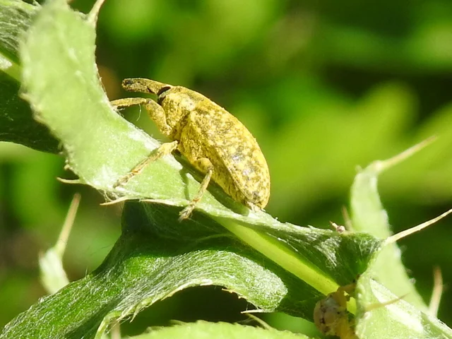 Larinus sturnus - aszat-púderbarkó