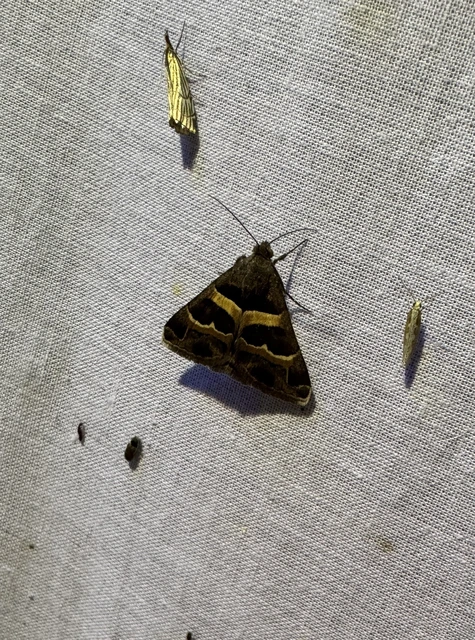 tölgy-porcelánbagoly - Prodotis stolida