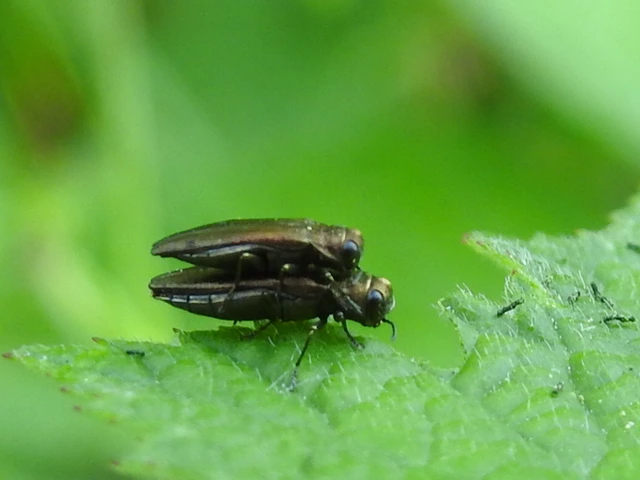 Agrilus cuprescens - földiszeder-karcsúdíszbogár