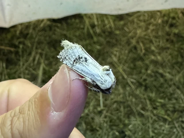Parahypopta caestrum - spárgalepke