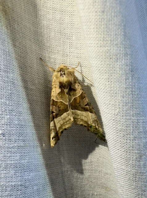 vándorló csipkésbagoly - Phlogophora meticulosa