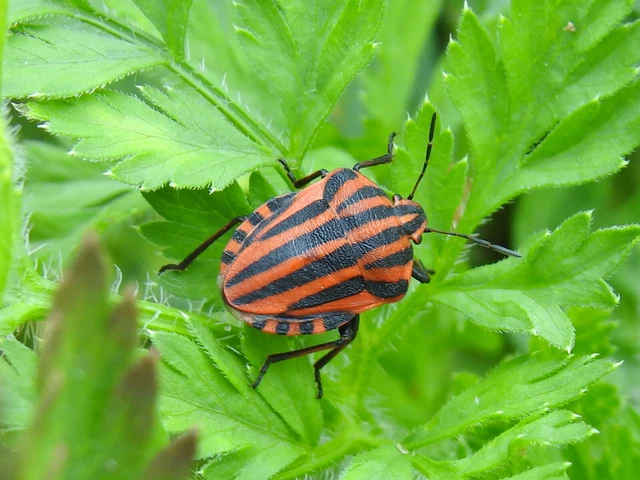 Graphosoma italicum - csíkos pajzsospoloska