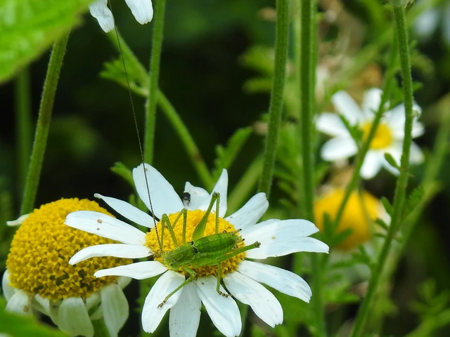 Leptophyes albovittata - közönséges virágszöcske