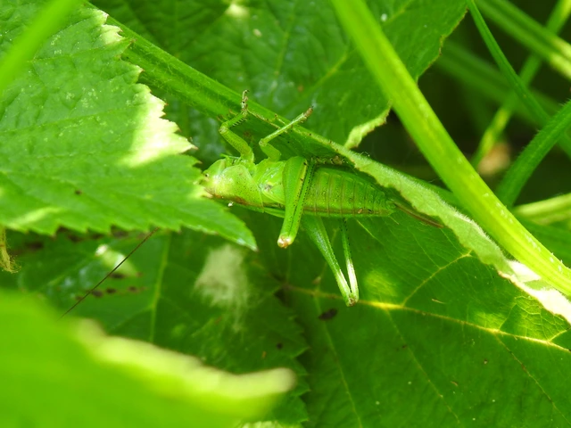 Tettigonia