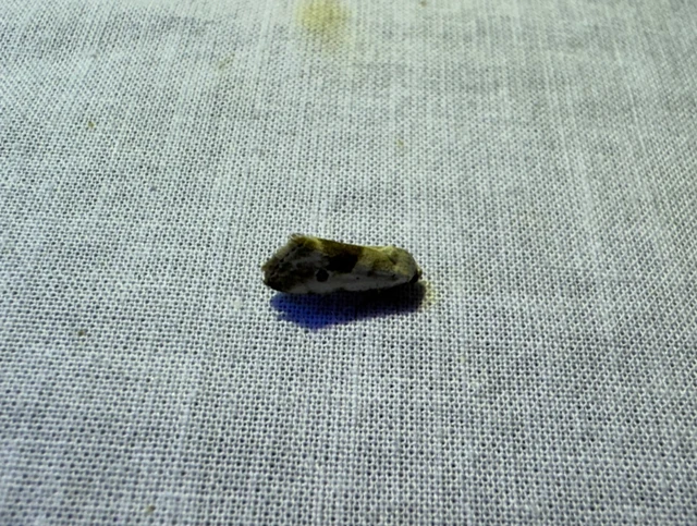 Ponometia candefacta - parlagfűbagoly
