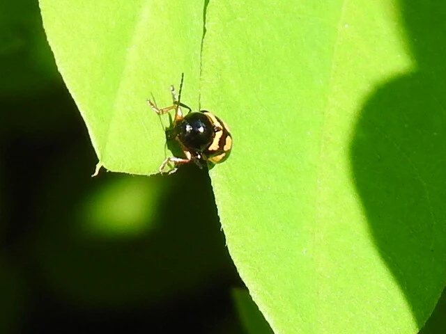 Cryptocephalus anticus - réti zömökbogár
