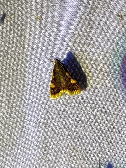 Hypsopygia costalis - szénailonca