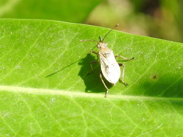 Rhopalus parumpunctatus - közönséges üvegszárnyú-poloska