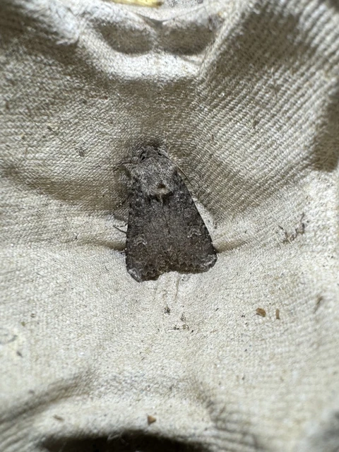 szürke kertibagoly - Sideridis turbida